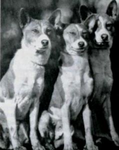 Fot.6 Basenji na wystawie Crufts w 1937